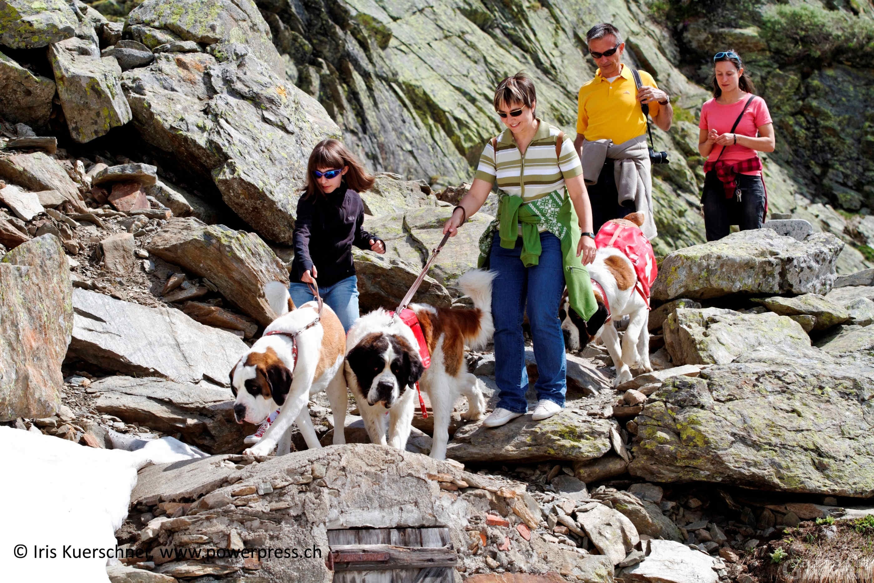 I cani San Bernardo tornano all’ospizio del valico tra Valle d’Aosta e Svizzera I cani San Bernardo tornano all’ospizio del valico tra Valle d’Aosta e Svizzera