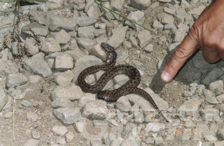 Morso da una vipera a Champoluc, terzo caso in un mese Morso da una vipera a Champoluc, terzo caso in un mese