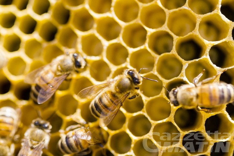 Apicoltura: piano regionale contro la varroa Apicoltura: piano regionale contro la varroa