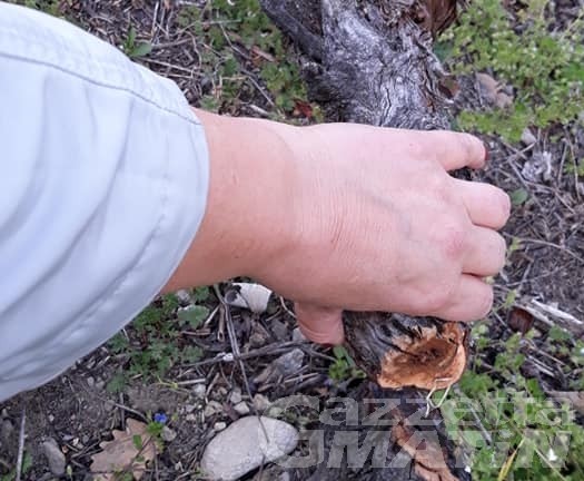 «Mi hanno tagliato 45 piante»: viticoltrice di Villeneuve sporge denuncia «Mi hanno tagliato 45 piante»: viticoltrice di Villeneuve sporge denuncia