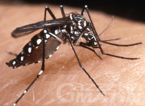 Zanzara tigre in forte aumento per metà luglio