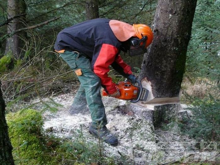 Operai forestali, replica l’assessore: «polemica pretestuosa»