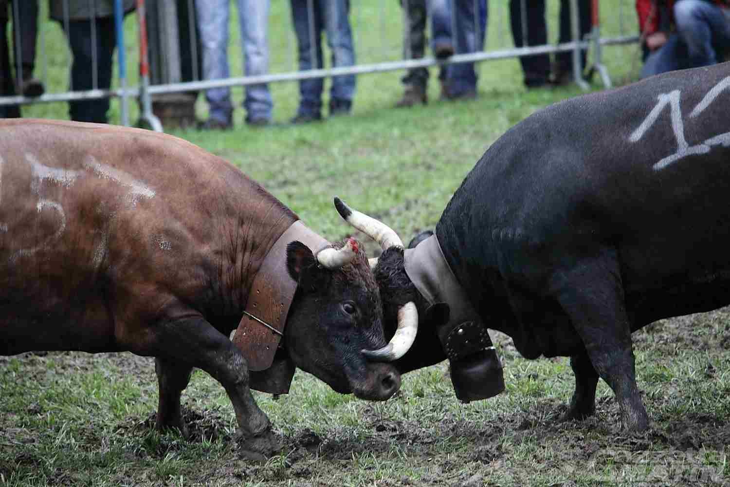 Coronavirus, Valle d’Aosta: combats di animali e fiere ferme fino a maggio Coronavirus, Valle d’Aosta: combats di animali e fiere ferme fino a maggio