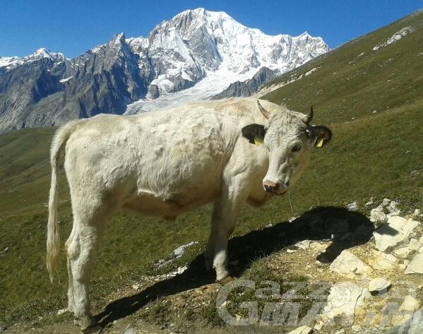 Inchiesta Blu Belga: traffico di bestiame dal Piemonte per realizzare plusvalenze