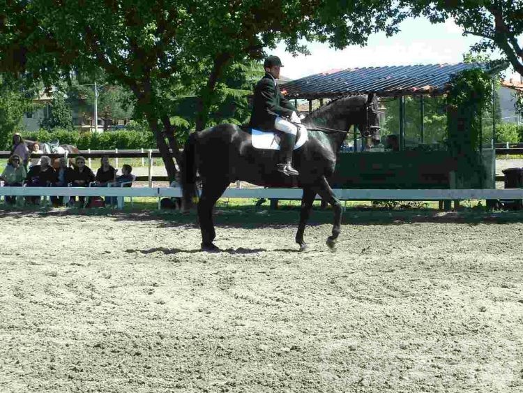 Equitazione: l’A.V.R.E.S. detta legge ad Alpignano