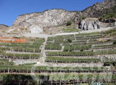 Viticoltura: una legge per recuperare vigneti terrazzati