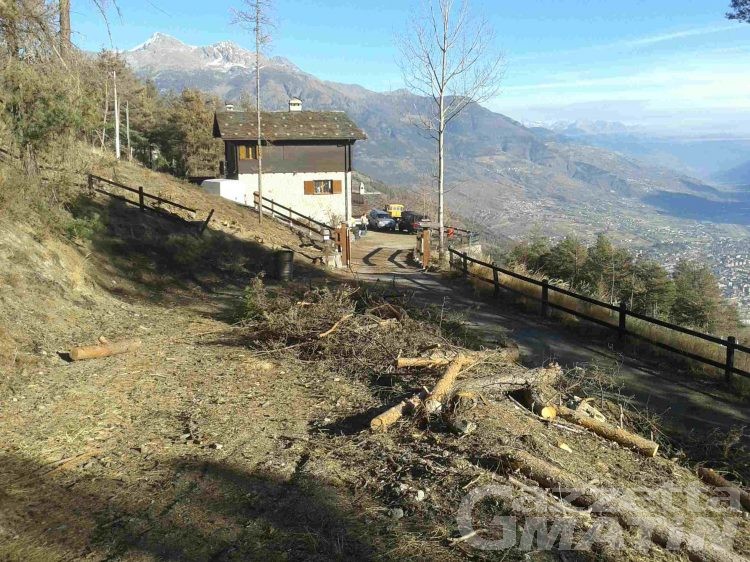 Emergenza processionaria: «Situazione scappata di mano, costretti a lasciare casa»