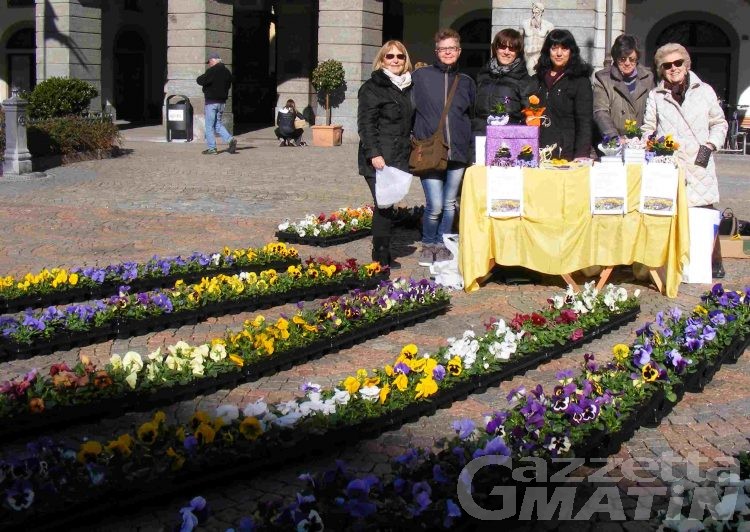 Solidarietà: 4 mila euro grazie ai vasetti di viole