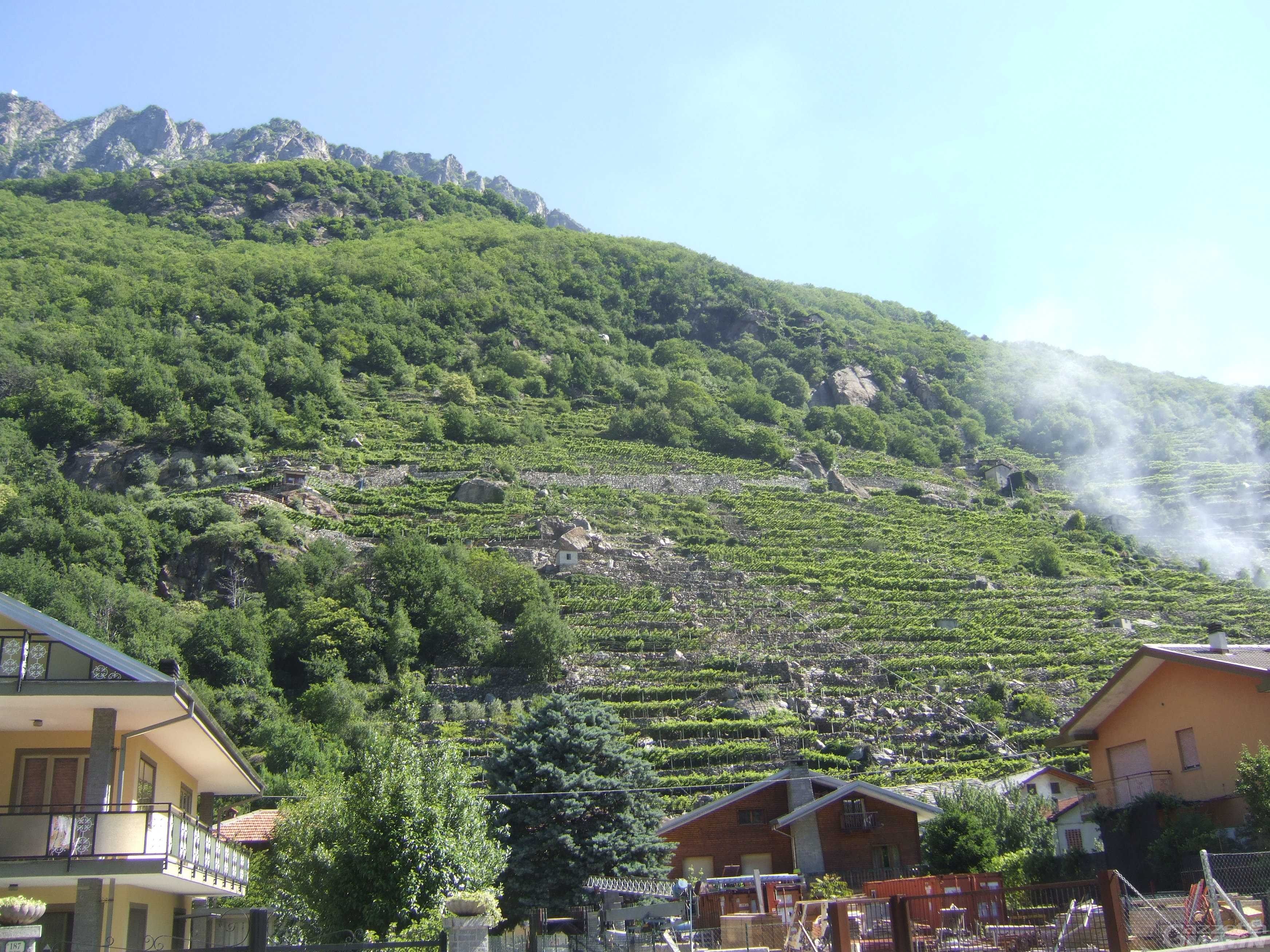 Vini Doc Valle d’Aosta: l’associazione dei viticoltori chiede un Consorzio di tutela Vini Doc Valle d’Aosta: l’associazione dei viticoltori chiede un Consorzio di tutela