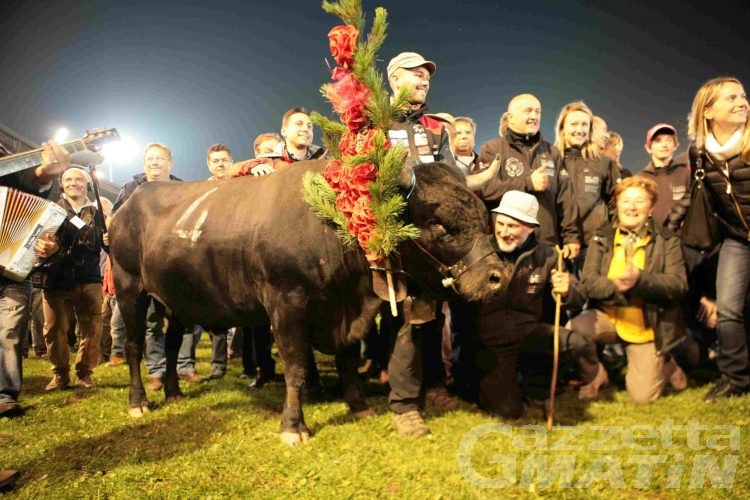 Batailles de reines, 198 bovine in arena per la finale regionale