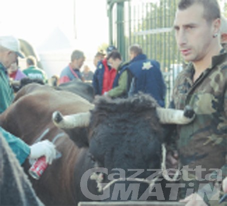 Follia in arena: restano gravissime le condizioni di Mario Lillaz