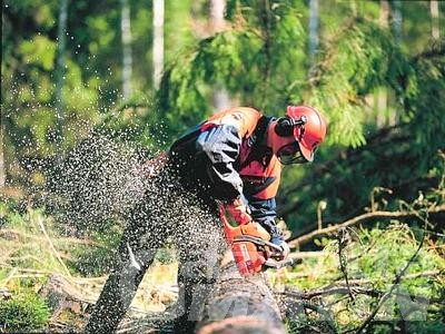 Cantieri forestali: metà degli appalti, riduzione di fondi e affido a ditte esterne