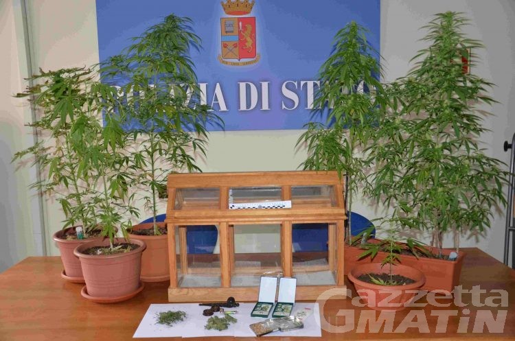 Piante di marijuana alte un metro: denunciato giovane di Aosta
