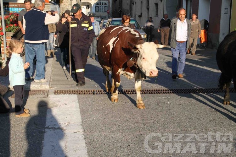 Nus, sfilata in paese per mandrie e arpian