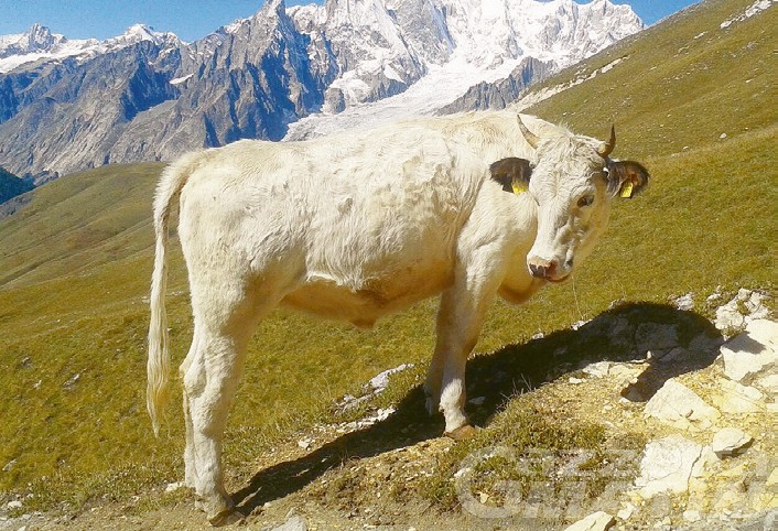 Traffico bovini Piemonte, a processo i 15 indagati