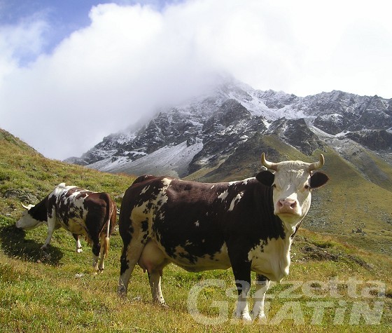 Verde agricolo, domande firmate entro lunedì 15 giugno