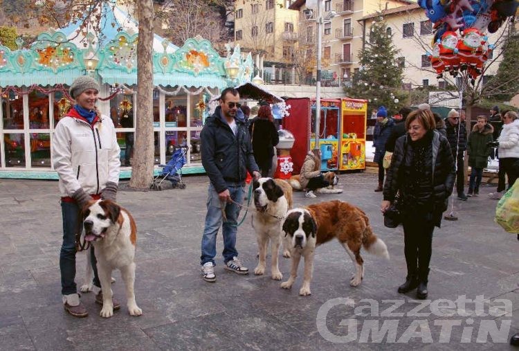 Cervinia: i cani San Bernardo sfilano in quota
