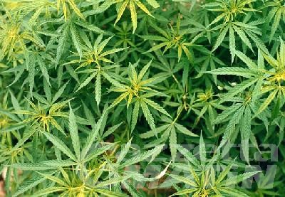 Droga: denunciato perché nell’orto in collina coltivava una piantagione di marijuana