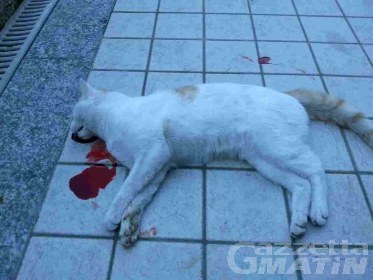 Animali avvelenati: dopo un cane ad Aosta, sabato è toccato a un gatto a Sarre