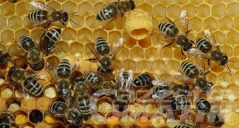 Peste americana delle api, dal servizio veterinario rassicurano: «Nessun allarmismo, non è una zoonosi»
