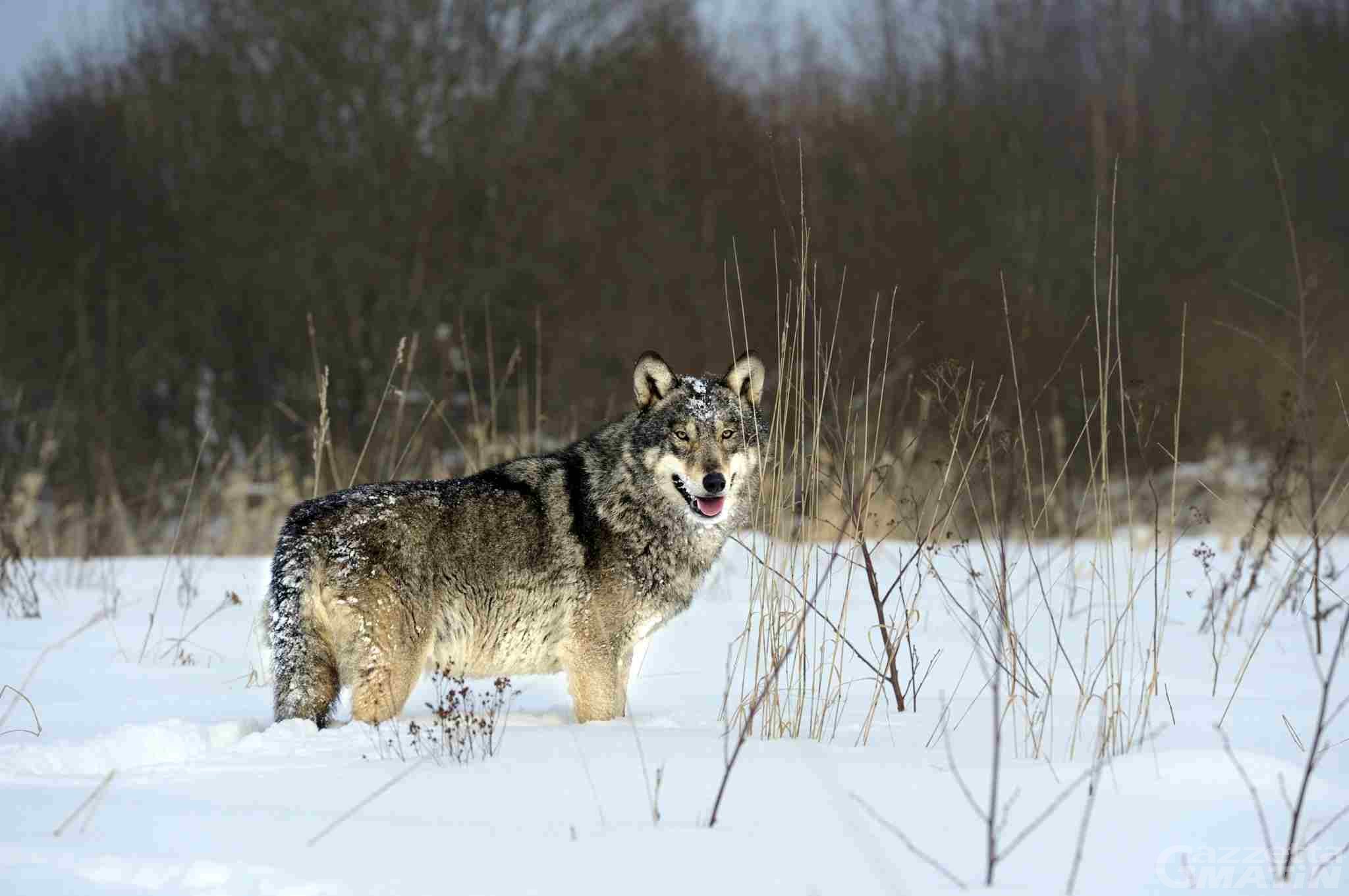 Lupo: passa all’unanimità la legge sul controllo della specie Lupo: passa all’unanimità la legge sul controllo della specie