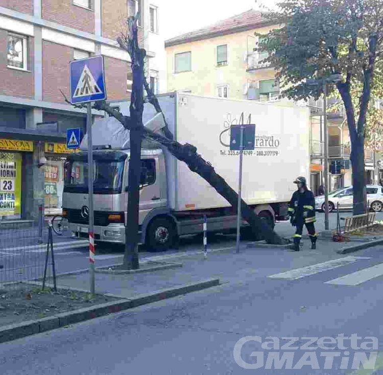 Aosta: pianta cade su camion in viale Conte Crotti