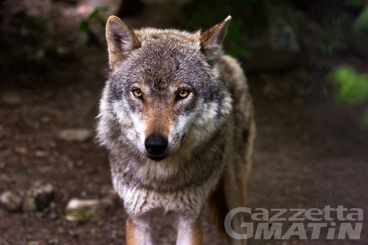Brissogne: un branco di lupi a caccia di manzi