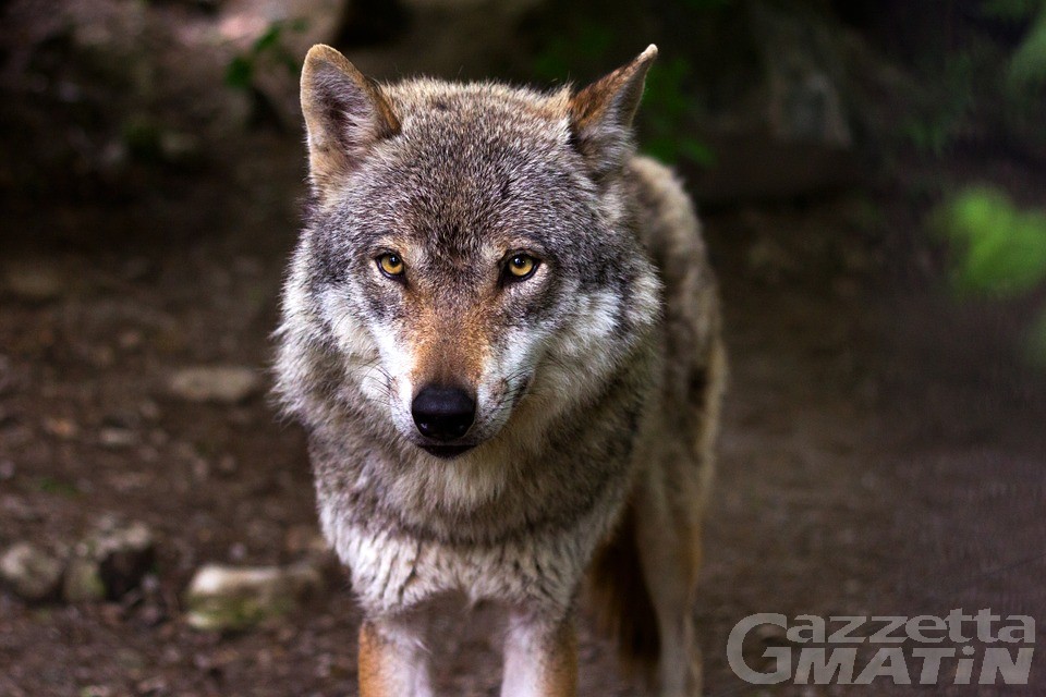 Brissogne: un branco di lupi a caccia di manzi