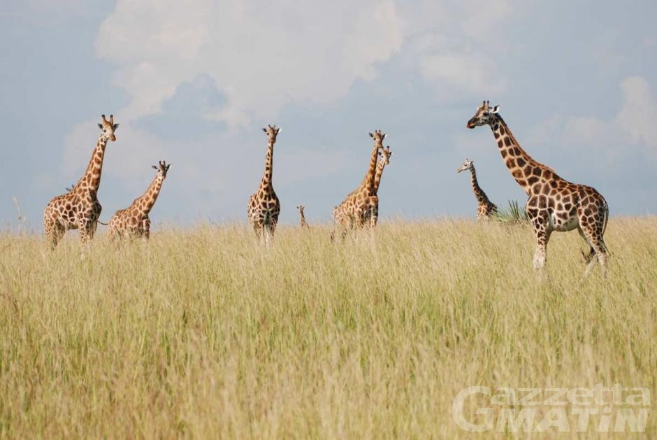 Gran Paradiso Film Festival, esordio con giraffe e scoiattolo