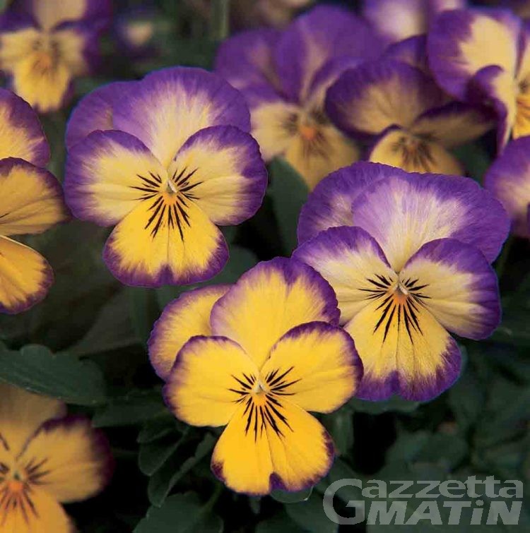 Fiera, a Montjovet 100 varietà di viole in fiore