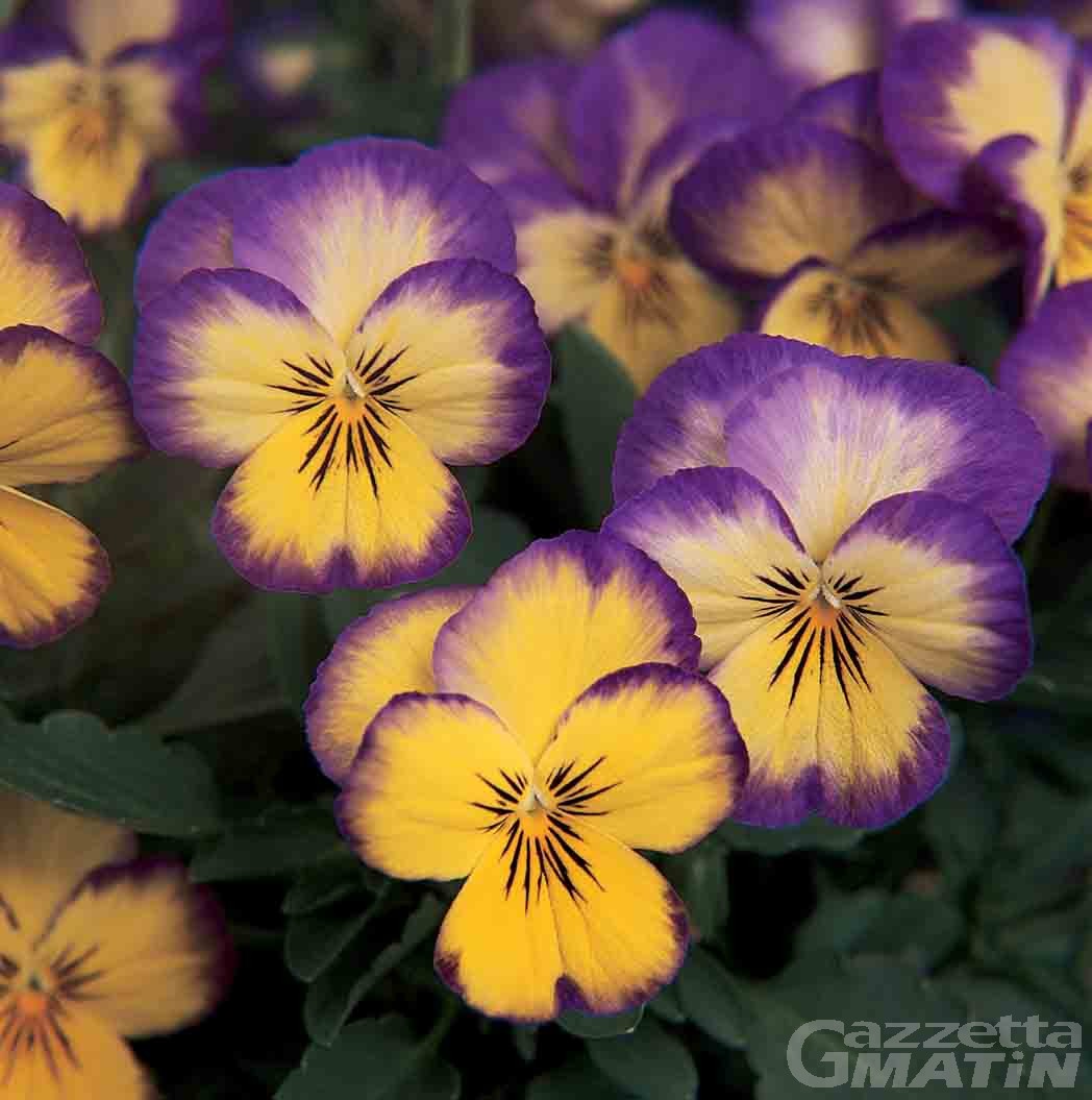 Fiera, a Montjovet 100 varietà di viole in fiore