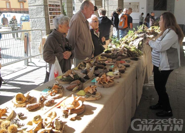Funghi: in Valle, oltre 150 specie in mostra