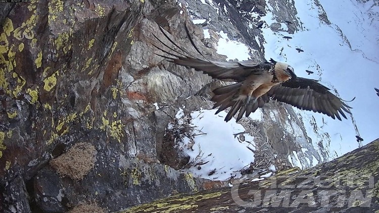Natura, spettacolari immagini della nidificazione del gipeto