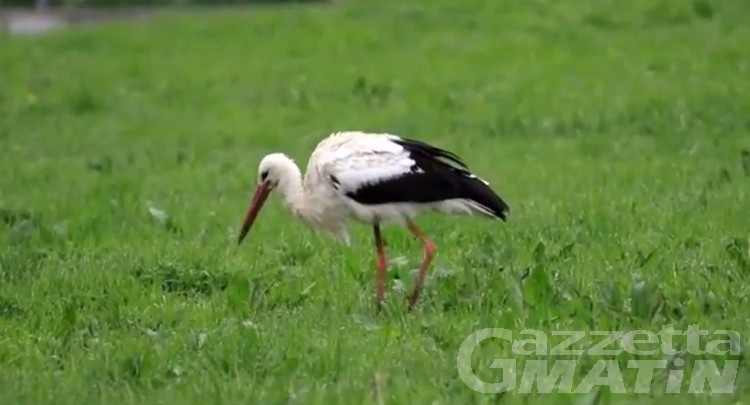 Natura: un evento raro, una cicogna bianca in Valle