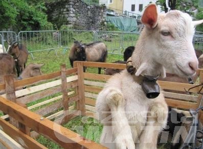 Challand-Saint-Anselme festeggia la “capra” nel weekend