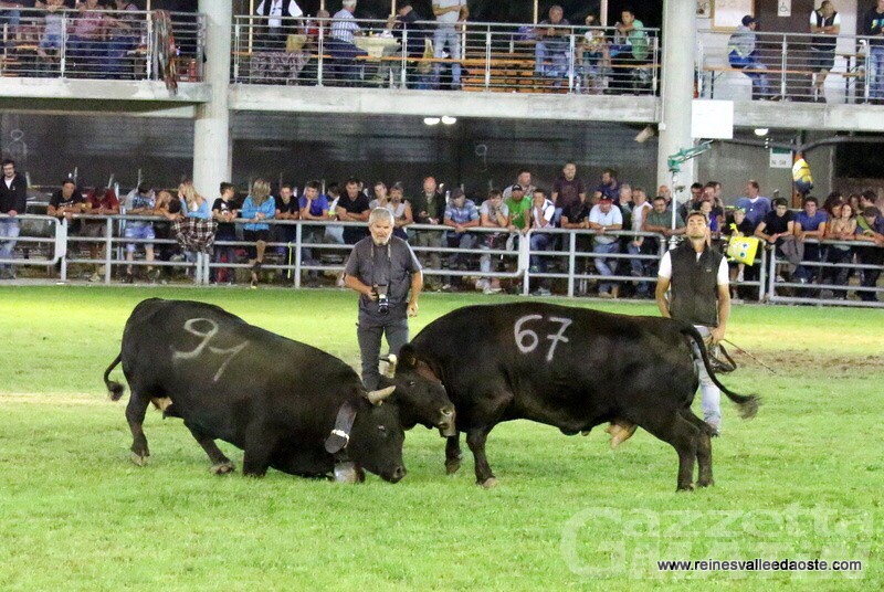 Batailles de Reines: aperte le iscrizioni per i due eventi di ottobre Batailles de Reines: aperte le iscrizioni per i due eventi di ottobre