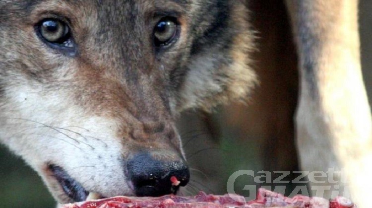 Valpelline, lupo sbrana cane davanti agli occhi dei padroni