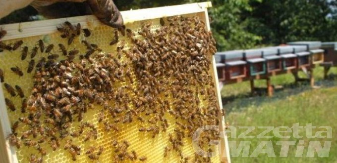 Falso miele valdostano, apicoltore di Gressan patteggia