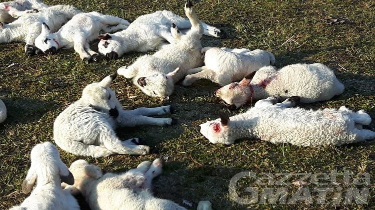 Issogne, il lupo attacca vicino alle case: uccisi 25 agnelli e 2 pecore