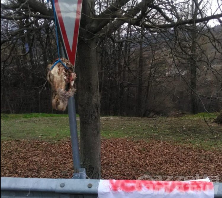 Comuni: a Roisan macabro ritrovamento di una testa di cervo mozzata