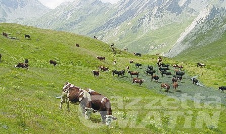 Animali predati: la Regione rivedrà gli indicatori per gli indennizzi