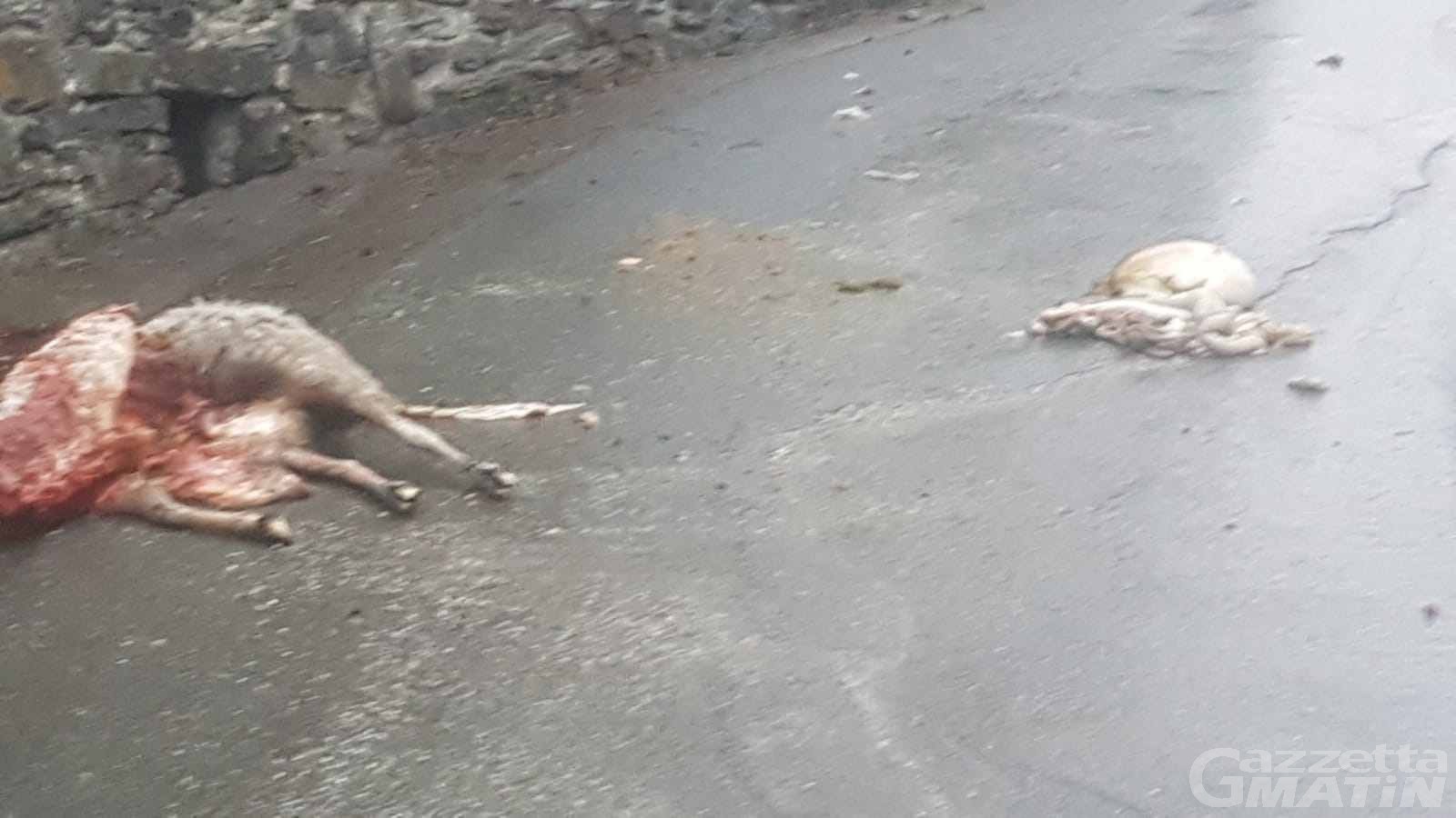 La Salle, attacco del lupo all’alba La Salle, attacco del lupo all’alba