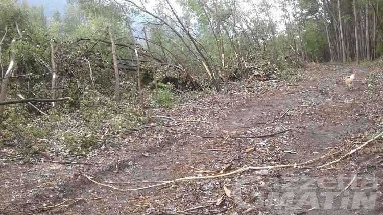 Legambiente: basta tagli di alberi lungo la Dora