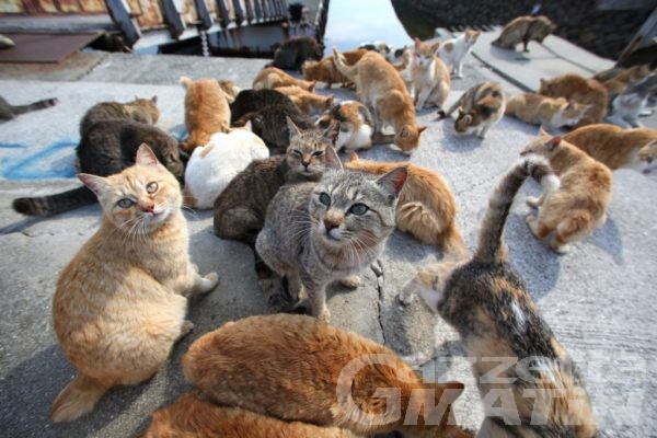 Animali: ”Se mi ami proteggimi”, due incontri sulla sterilizzazione dei gatti liberi