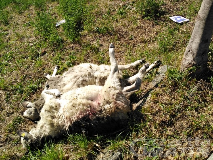 Attacco del lupo a Challand-Saint-Victor: 10 pecore sbranate e 3 ferite gravemente