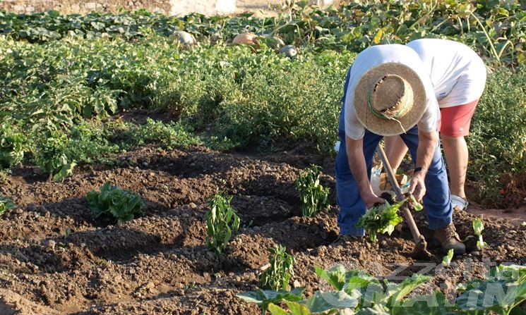 Verrès: gli orti per la salute, quattro incontri per coltivare il benessere