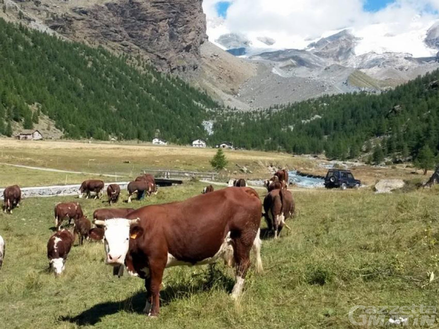 Zootecnia: 205 mila euro per rassegne e fiere autunnali dell’Arev Zootecnia: 205 mila euro per rassegne e fiere autunnali dell’Arev