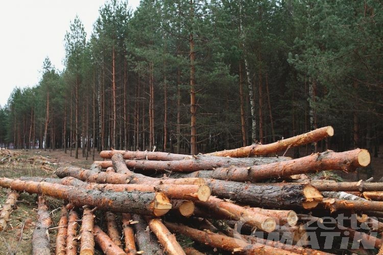 Programma di sviluppo rurale: è prorogato il bando a sostegno della filiera legno
