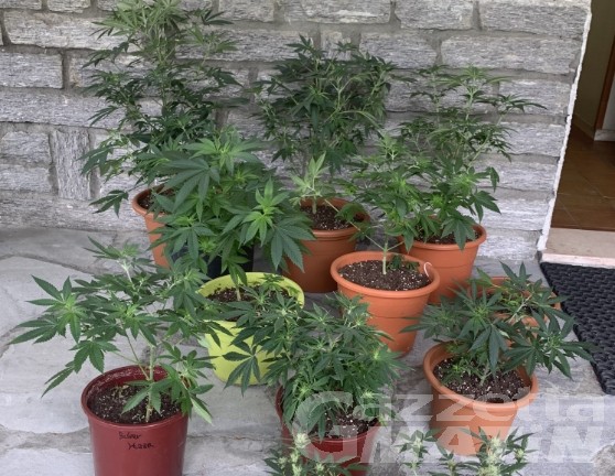 Droga, ha una «vera e propria» serra di marijuana in casa: denunciato 23enne valdostano