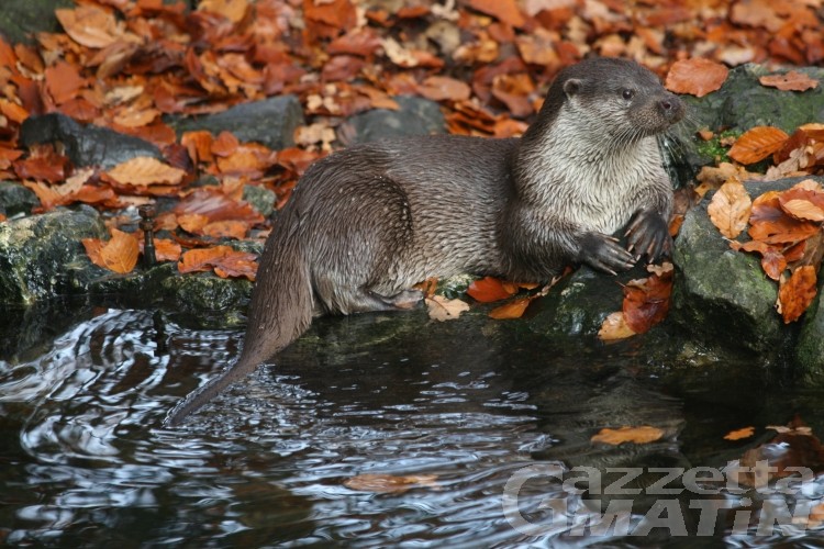 Parco Gran Paradiso: riapre il centro ”Acqua e Biodiversità” a Valsavarenche Parco Gran Paradiso: riapre il centro ”Acqua e Biodiversità” a Valsavarenche